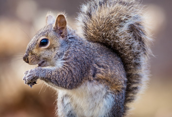 Naklejka na ściany i meble Eastern Gray Squirrel (Sciurus carolinensis) enjoys a snack in beautiful afternoon light