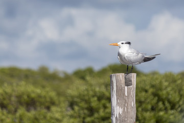 Thalasseus maximus aka Royal tern perched on pier in the wild. Beautiful wild seabird perched on pier pole against blue sky