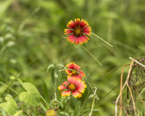 flowers for background