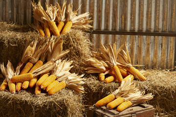 Dried corn on cobs on the straw in the barn © bennnn