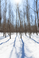 Forest in winter