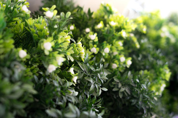 Fototapeta premium Green leaves foliage and white flower plant as decorative/ornamental tree. Selective Focus