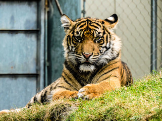 Malosi - Tiger 