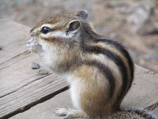 Striped Asian Siberian chipmunk (Latin Tamias sibiricus) rodent of the squirrel family eating a meal in the natural habitat in forest. Eastern Chipmunk looking behind and watching potencional danger.