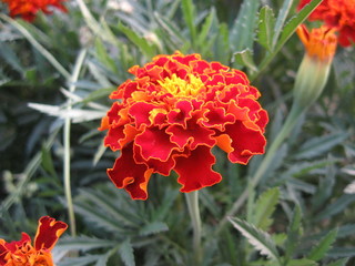 Close-up of Marigold (Tagetes erecta, Mexican, Aztec or African flower) with leaves in green garden for wedding card or invitation. Beautiful fluffy plant macro. Herbal plantation of french varieties