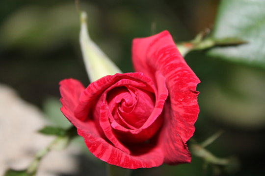 Top view of beautiful red rose on green branch in sunlight. Red rose in the garden. Artistic image of colorful red rose for greeting cards. Valentine's background with red rose in summer.