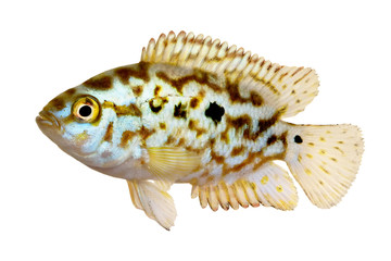 Electric blue jack dempsey cichlid Nandopsis Octofasciatum aquarium fish 
