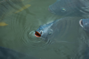 Dirty weather Oxygen in low water causes tilapias in the pond to pop up to breathe on the surface.
