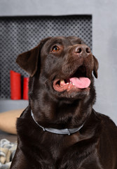 Dog Chocolate labrador