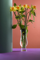 Bouquet of daffodils in a glass vase on a colored background