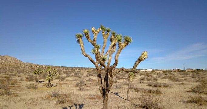 desert with tree - blue sky - hot day