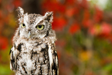 bored owl calmly looking around its surroundings