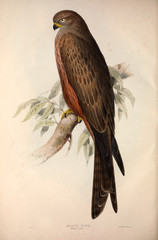 Illustration bird of prey.