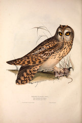 Illustration bird of prey.