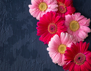 Pink and red gerbera daisy flower on concrete backgrounds. spring
