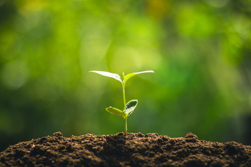 Young tree plant a tree Watering a tree in nature light and background