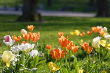 Fototapeta premium Tulip flowers in different colors in the park in morning light, latin name: Tulipa