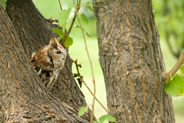 Obraz premium angry owl calmly looking around its surroundings