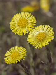 Huflattich  - wichtige Heil und Medizinpflanze