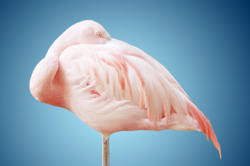 Fototapeta na wymiar portrait of a flamingo. resting. put his head down.