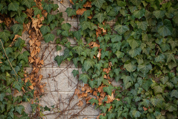 wall covered with green leaves