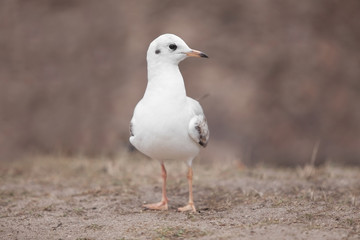 wild white seagull.
