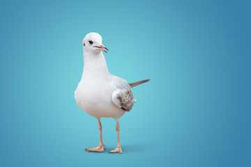wild white seagull. on a blue