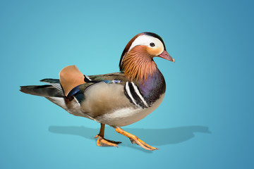 wild duck.on blue