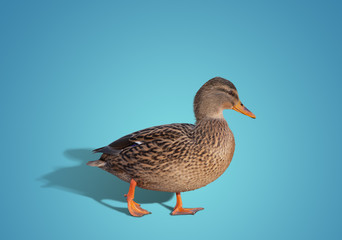 wild duck.on blue