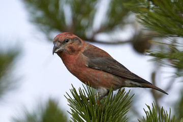 parrot crossbill (Loxia pytyopsittacus)