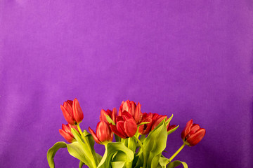 red Tulip flowers on bright blue background with texture