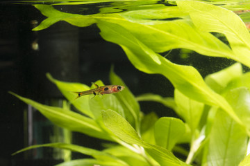 Boraras maculatus - Small nano fish.