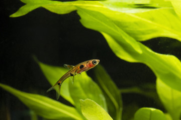 Boraras maculatus - Small nano fish.