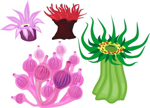 Set of different species of sea anemones on white background