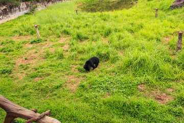 Black Bear Cub Plays in High Grass in Zoo