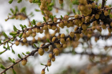 larch in the spring