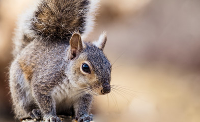 Eastern Gray Squirrel (Sciurus carolinensis) is playful and cute in beautiful afternoon light