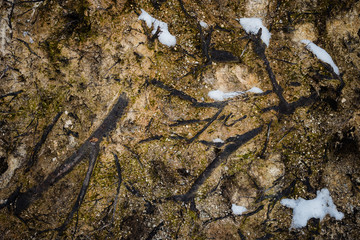 Forest and nature near Lake Konigssee. Bavaria. Germany