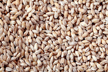 Pearl barley closeup, heap of pearl barley grains. Concept of healthy vegetarian food.