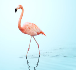 one adult pink flamingo walking on water - obrazy, fototapety, plakaty