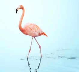 Fototapeten Ein erwachsener rosa Flamingo, der auf dem Wasser läuft © coffeemill