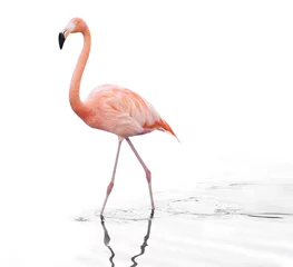 Keuken spatwand met foto een volwassen roze flamingo die op het water loopt © coffeemill