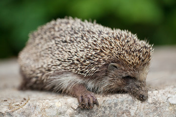 protection of animals, a sick hedgehog is lying