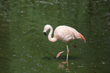 pink flamingo goes on water.