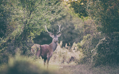 Red deer in forest
