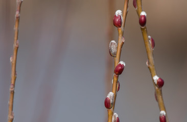 Pussywillow buds (Salix) emerging in early spring © jbosvert