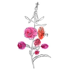 vector drawing flower of willow herb