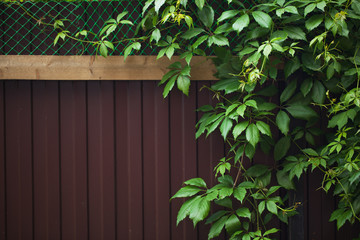 iron fence with a hedge