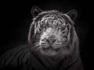 Face of Siberian white tiger.