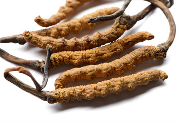 Group of fresh cordyceps sinensis.
Isolated on white background.
